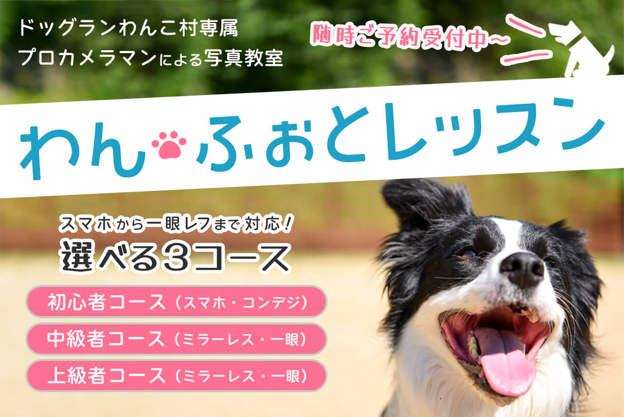 わんふぉとレッスン