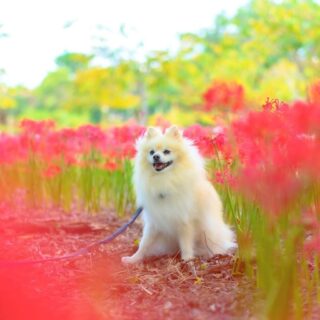 参加者募集！わんこと一緒にお花見行きませんか😍