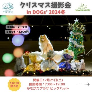 【12/21 DOGs’出店】クリスマス撮影会とわんこごはんなどの試食＆販売会を開催！