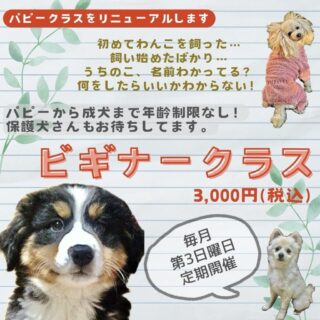 わんこ教室パピークラスが2月からビギナークラスにリニューアルします！