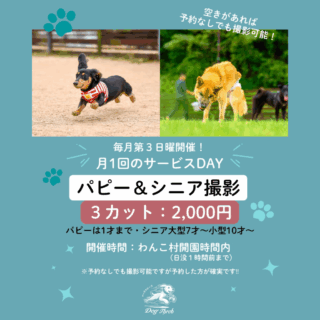 【特別価格】パピー＆シニア撮影 inわんこ村