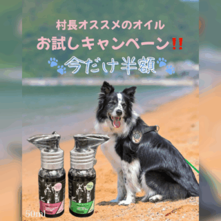 村長オススメのオイル、今だけ半額！数量限定・お試しキャンペーン！