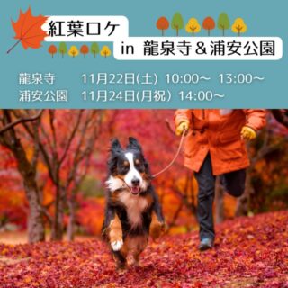 【11/22 & 24開催】秋のお散歩ロケ in 龍泉寺＆浦安公園