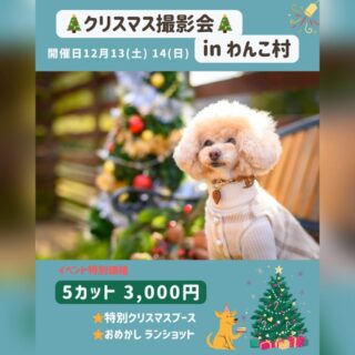 クリスマス撮影会 in わんこ村🎄✨